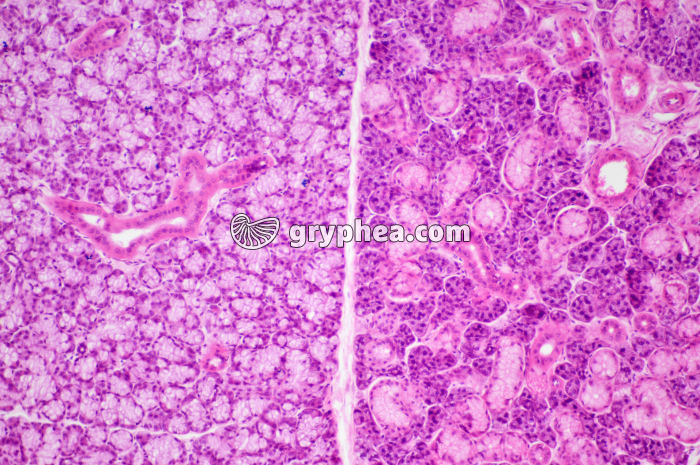 Glande salivaire x40 - gryphea.com